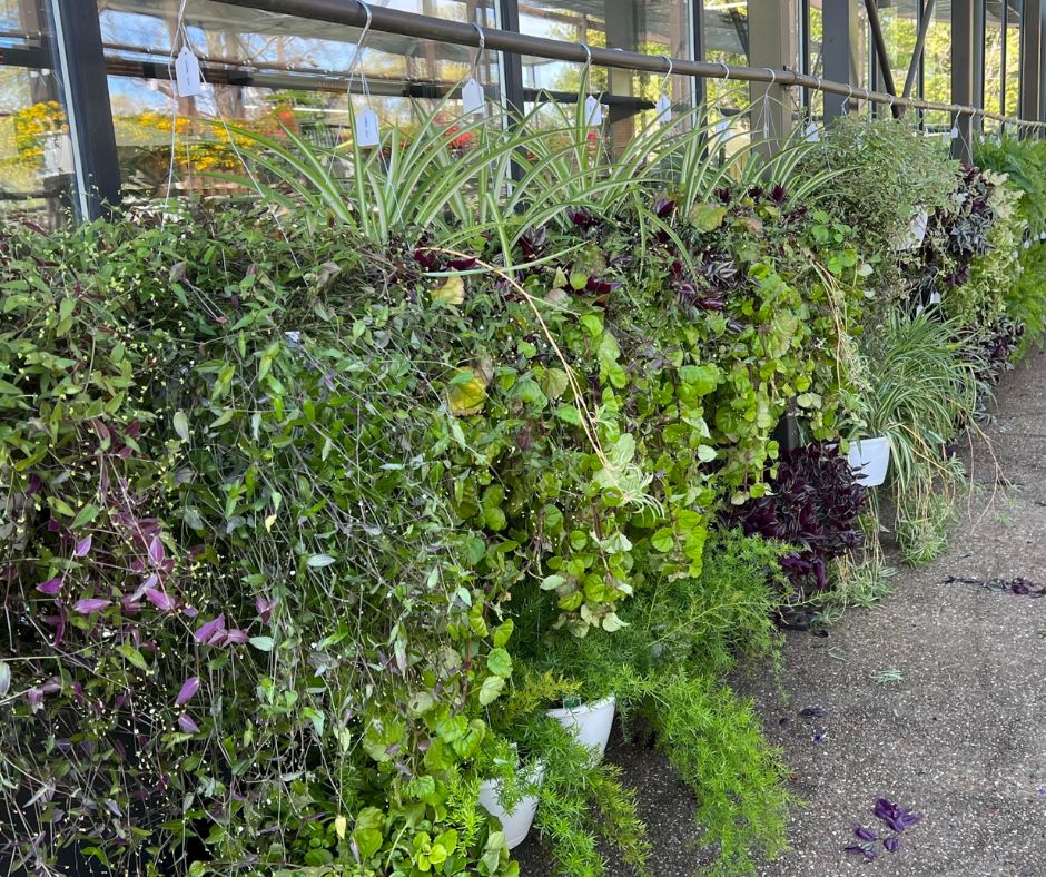 Hanging Plants